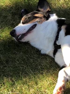 A post by @harvey_says_hey on TikTok caption: The face of a happy boy 😄 #dogsoftiktok #dogs #corgi