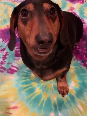 A post by @sharpiethedachshund on TikTok caption: Listen, Listen. #sharpiethedaschund #petpov #dog #PetsOfTikTok #dachshund