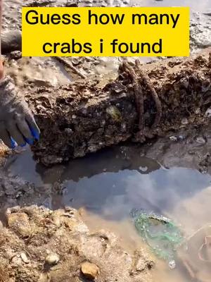 A post by @taobeachshoes on TikTok caption: See how many crabs i find crab#crab #screw #fyp #foryou #foryoupage #fun