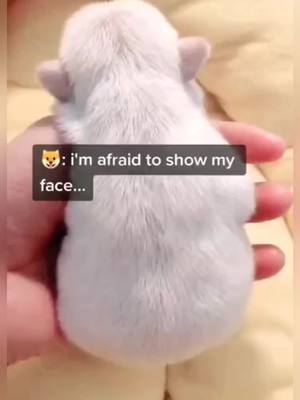 A post by @tiktokcutedogs on TikTok caption: 🐶 #puppy #puppydog #cutedog #cutepuppy #puppylove #doglove #fyp