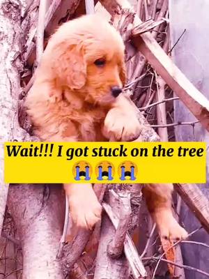 A post by @wisher369 on TikTok caption: Do u want to help me?😭😭😭#dog #dogs #foryou #fyp #dogsoftiktok #lovestory #foryou #CapCut