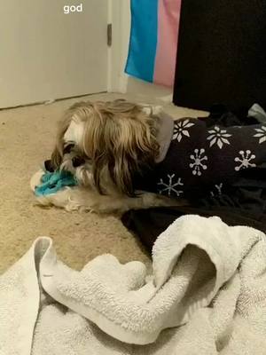 A post by @lewislovely on TikTok caption: Scalawag, the half blind Shih Tzu loves to play 🐕 #dog #shihtzu