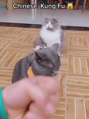 A post by @catlover01012 on TikTok caption: Look at my Chinese Kung Fu 🥋 #cat #kitty #kitten #fyp