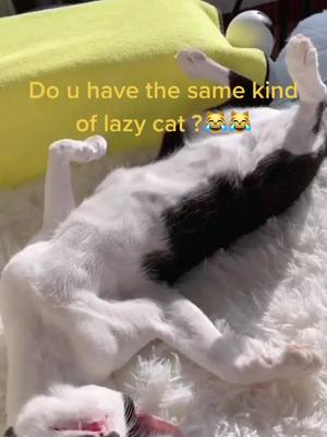 A post by @catlover01012 on TikTok caption: What to do with the lazy guy?😹#cat #kitty #kitten #fyp