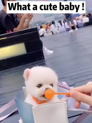 A post by @cutepety on TikTok caption: #dog #puppy #dogsoftiktok