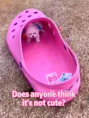 A post by @petfamilyy on TikTok caption: #foryou #dog #puppy #cute