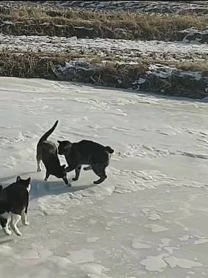 A post by @catlover01012 on TikTok caption: #greenscreenvideo Dangerous to run on ice ! What a poor cat 😿😿😿#cat #kitty #kitten #fyp