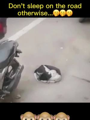 A post by @petby0 on TikTok caption: Be careful. #foryou #dog #animals #fyp