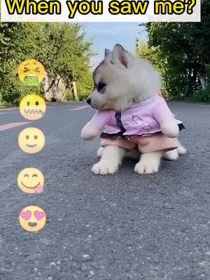 A post by @uniqpets on TikTok caption: #fyp #friends #dog #puppy How did you look?😍😍😍