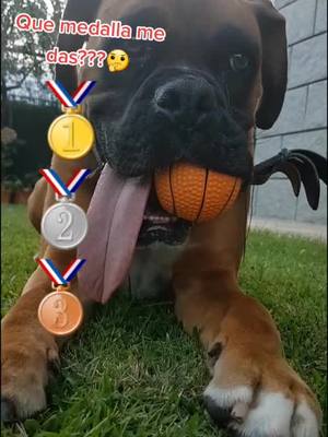 A post by @currotheboxer on TikTok caption: Que medalla me daís??🤔🤔