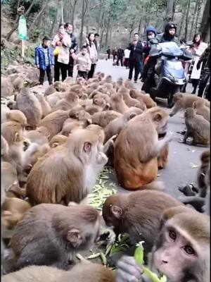 A post by @pet1a on TikTok caption: #foryoupage #foryou #cute #monkey #monkeys #pet #animal #animals #pets