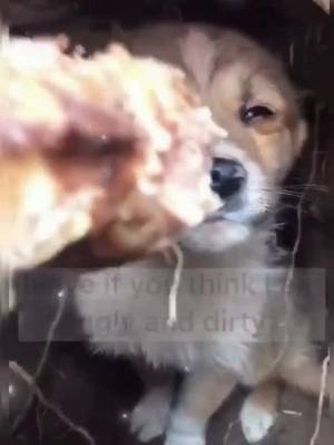 A post by @wanlinlin1214 on TikTok caption: #greenscreenvideo #staydogs #dogs #fyp #foryoupage The stray dog met on the road, dare not come out, give it delicious, take it home.