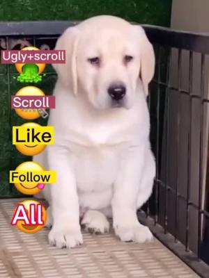 A post by @petfans226 on TikTok caption: no one love me.but  I still want to be ur friends😭😭😭😭😭#puppylove #finoallafine #pets #petty #dogs #poordog