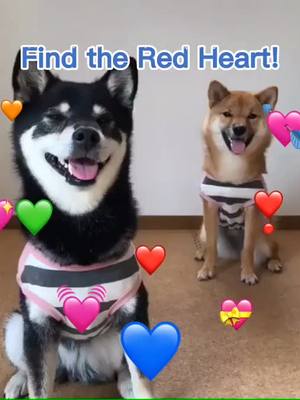 A post by @petlove4u on TikTok caption: Find the Red Heart!#dog #pet #Love