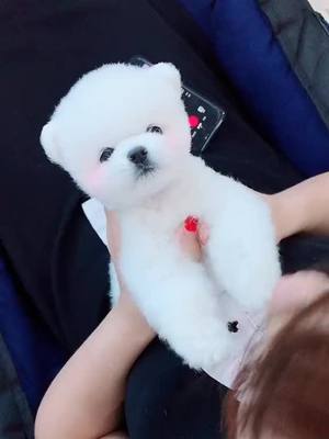 A post by @user65201191 on TikTok caption: #foryou  #dog #lovely #tiktok