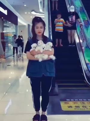 A post by @user65201191 on TikTok caption: #foryou #dog #lovely #tiktok