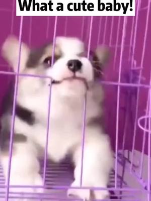 A post by @cutepety on TikTok caption: Do you like me? #dog #puppy #dogsoftiktok #cute