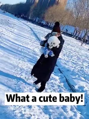 A post by @cutepety on TikTok caption: Do you like me? #dog #puppy #dogsoftiktok #cute