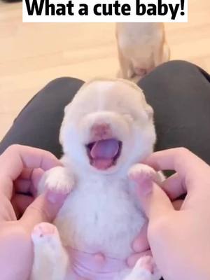 A post by @petfamilyy on TikTok caption: So cute #foryou #dog #puppy #cute