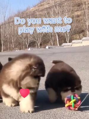 A post by @ifashion2020 on TikTok caption: Give me a ❤！！！#puppy #dog #foryou #Alaska #pet #cute #alaska