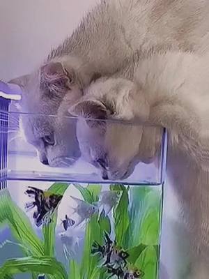 A post by @petby0 on TikTok caption: Fresh fish soup🤣#fish #cats #foryou #fyp