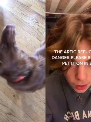 A post by @mypuppyliv on TikTok caption: #duet with @rydethatglizzy please please go sign the link in my bio #savethearcticrefuge