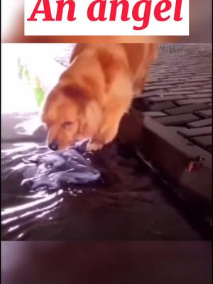 A post by @alisa04033 on TikTok caption: #foryou #foryoupage #fyp #dogs #pets