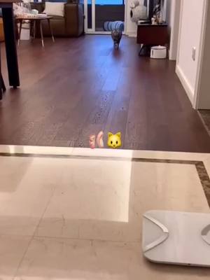 A post by @p_e_ts on TikTok caption: Ballet cat VS Show cat#cute #kitty #catoftiktok #foryou