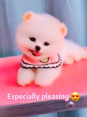 A post by @petfamilyy on TikTok