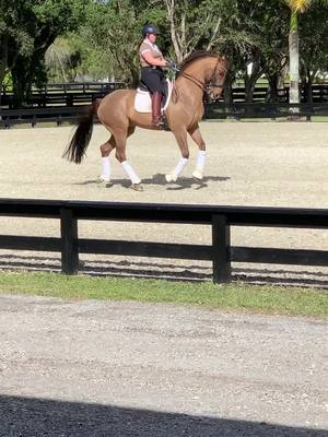 A post by @hannahdressage on TikTok caption: Trying to get stronger! #dressage #horse #equestrian #fei #Bye2020  #NewYearNewMiO #PepsiApplePieChallenge