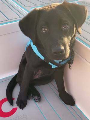 A post by @brittanyandstella on TikTok caption: Hi!! ❤️ #lab #labs #puppycutness #happynewyear