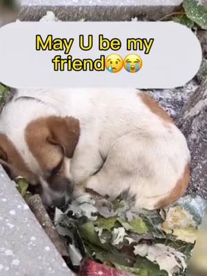 A post by @ilovepets888 on TikTok caption: #dog