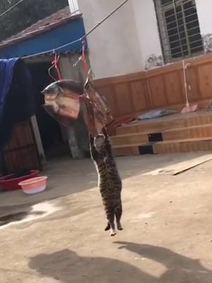 A post by @petloveforyous on TikTok caption: Pull-up workout💪？#fyp #foryou #foryoupage #cats #petlover #kitty #catsoftiktok