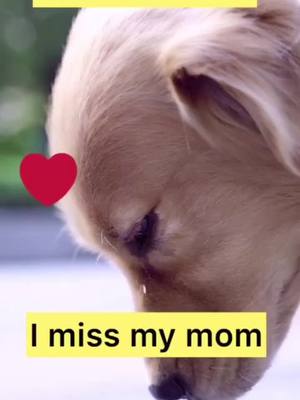 A post by @pets.bigfans on TikTok caption: New year is coming,but i am so sad.🥺💔#puppylove #dogsoftiktok #doggy #dog #LoveStory #fyp