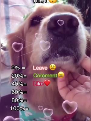 A post by @pets.bigfans on TikTok caption: Would you like me?😊❤️❤️#puppylove #dogsoftiktok #doggy #NewYearNewMiO #dog #fyp