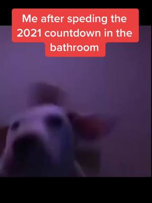 A post by @thevibingdogscomedy on TikTok caption: #darkhumourandjokes but not lieing I spent 2021 in the toilet lol HAPPY NEW YEAR’S