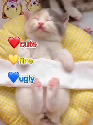 A post by @kittychannel4u on TikTok caption: Which heart would u give me?#fyp #catlover #cat #kitten