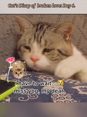 A post by @kittychannel4u on TikTok caption: Cat diary💔#catlover #cat #kitten #sad #lovestory #fyp