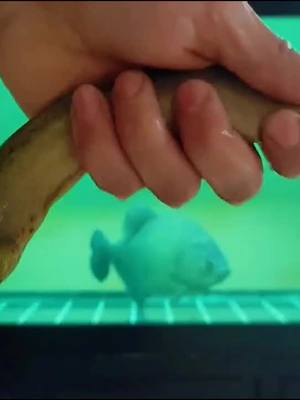 A post by @clowntimeup on TikTok caption: ferocious！🤔🤔#animals#ForYou#fish