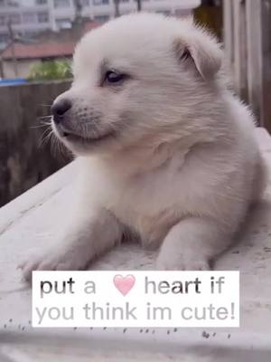 A post by @axinitesky on TikTok caption: #foryou #dogg #pet #petlove