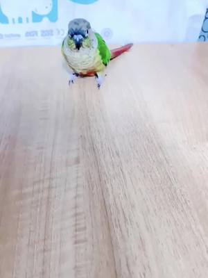 A post by @yinwu19 on TikTok caption: Sun's swing posture🤣🤣🤣#DailyVlog #parrot #bicycle #🦜 #funny #cute