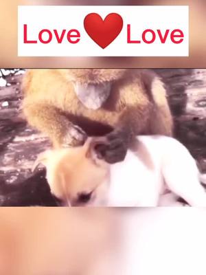 A post by @alisa04033 on TikTok caption: #Love #dog #fyp #cute