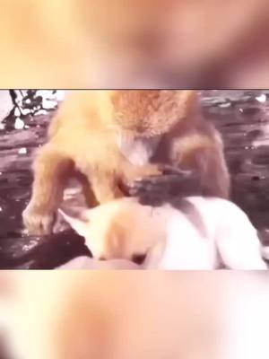 A post by @alisa04033 on TikTok caption: we are best friend.#monkey #dogs #foryoupage #funny