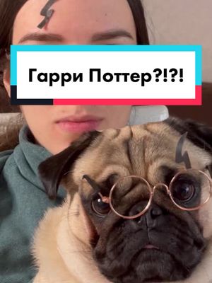 A post by @bruce.fm on TikTok caption: Из какого это фильма? 😁 Проверим, кто знаток Поттера 🤓 #гаррипоттер #умеюшутить #уменяестьсобака #брюсфм #пэт_отдыхает #пэт_друг #мойпитомецзвезда