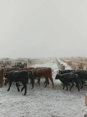 A post by @halnixdorff on TikTok caption: Swath Grazing that Alberta Tundra #beef #rancher #ab #cows #cattle