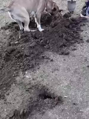 A post by @king_cruz1204 on TikTok caption: I finally got to plant my own tree with the help of my grandpa 🥰#fyp #kennychesney #happydoes #PetsOfTikTok #2021makeawish #rancho