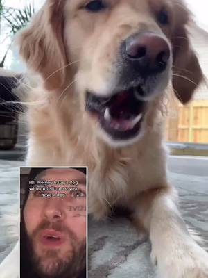 A post by @nala_da_golden on TikTok caption: #duet with @cerebral_pauly hi 😁