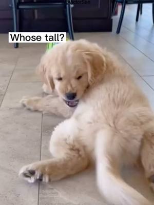 A post by @victorsan125 on TikTok caption: Whose tall? I don’t know! The dog is too stupid!😂😂😂#dogs #foryourpage