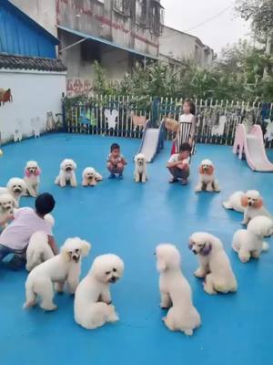 A post by @user65201191 on TikTok caption: #like #lovely #dog #tiktok