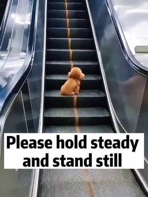 A post by @cutepety on TikTok caption: #dog #puppy #dogsoftiktok #cute